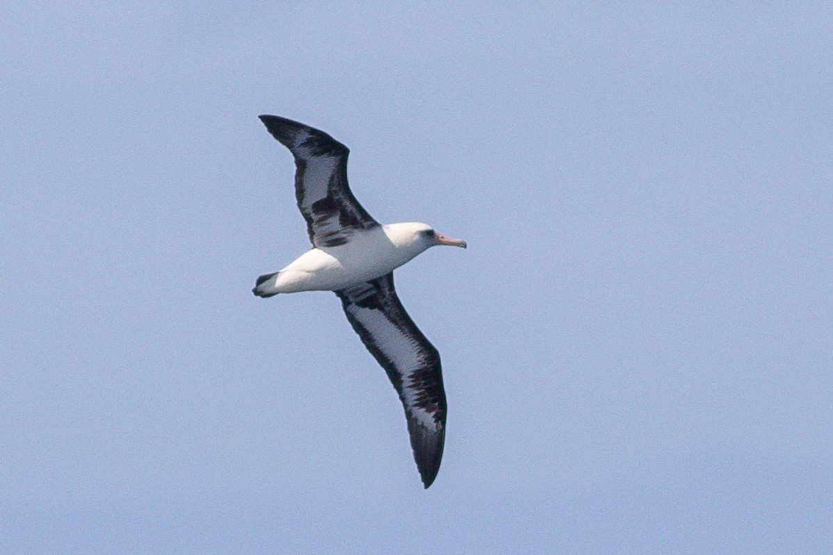 Laysan Albatross - Rob Fowler