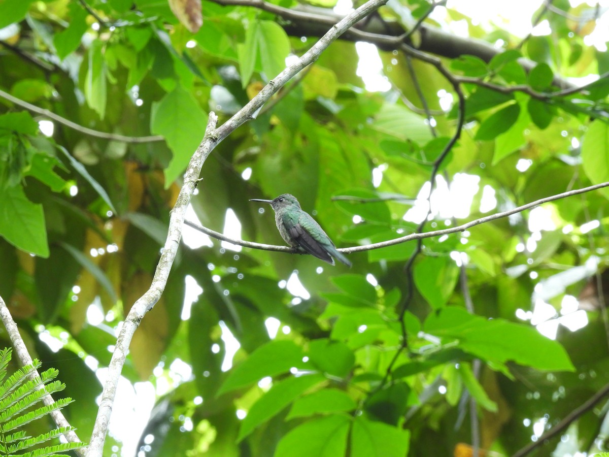 Colibrí de Cuvier - ML572337021