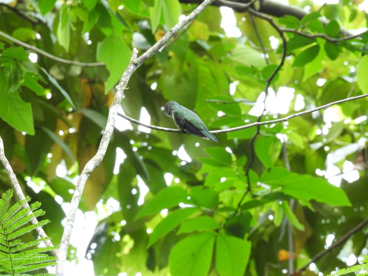 Colibrí de Cuvier - ML572337051