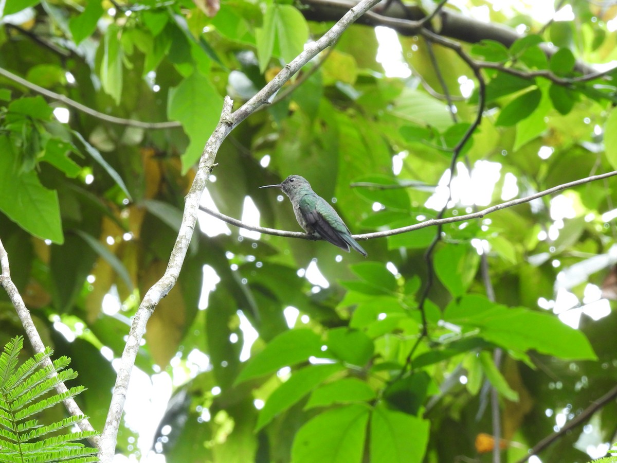 Scaly-breasted Hummingbird - ML572337141