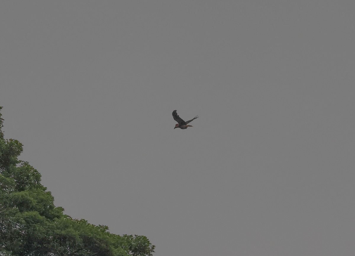 Rufous Hornbill (Northern) - ML572337281