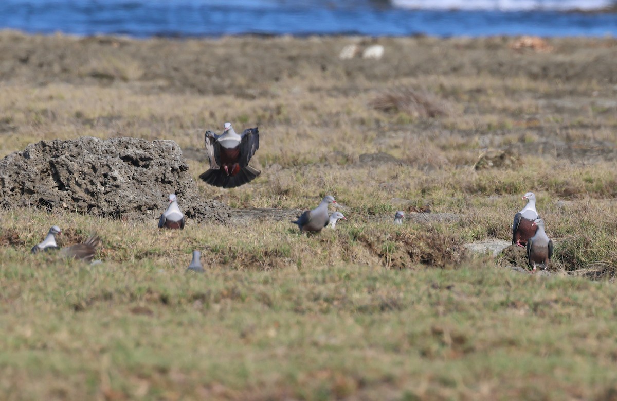 Spotted Imperial-Pigeon - ML572338301