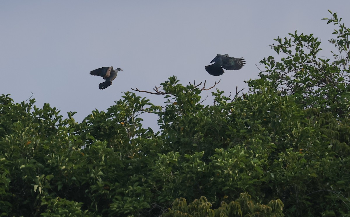 Spotted Imperial-Pigeon - ML572338351