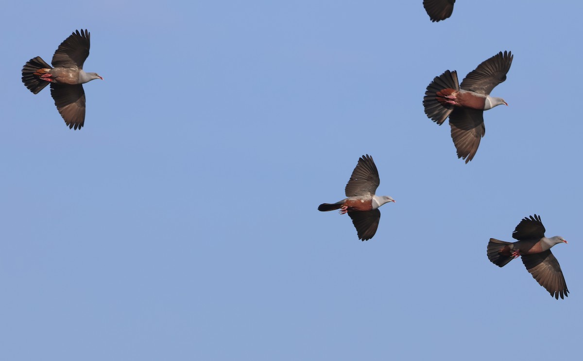 Spotted Imperial-Pigeon - Pam Rasmussen