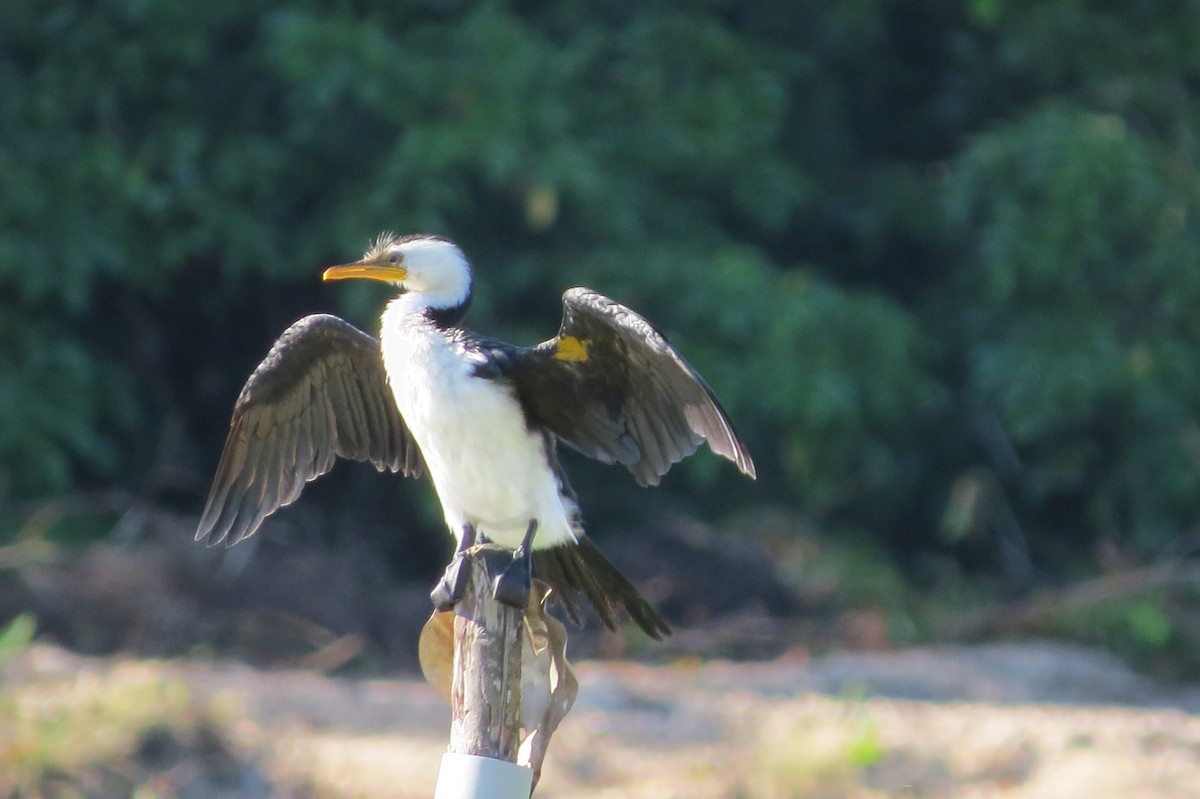 Little Pied Cormorant - Niro Nobert