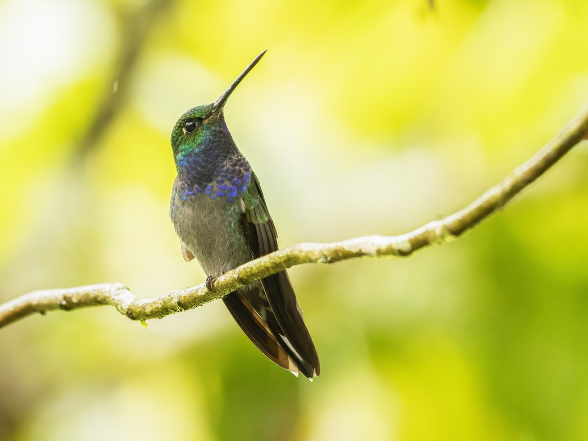 kolibřík zelenohřbetý - ML572338471