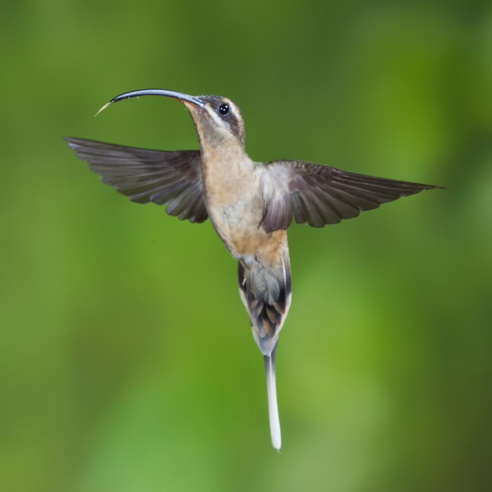 Great-billed Hermit - Peter Hawrylyshyn