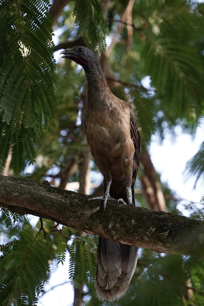 Plain Chachalaca - ML572340521