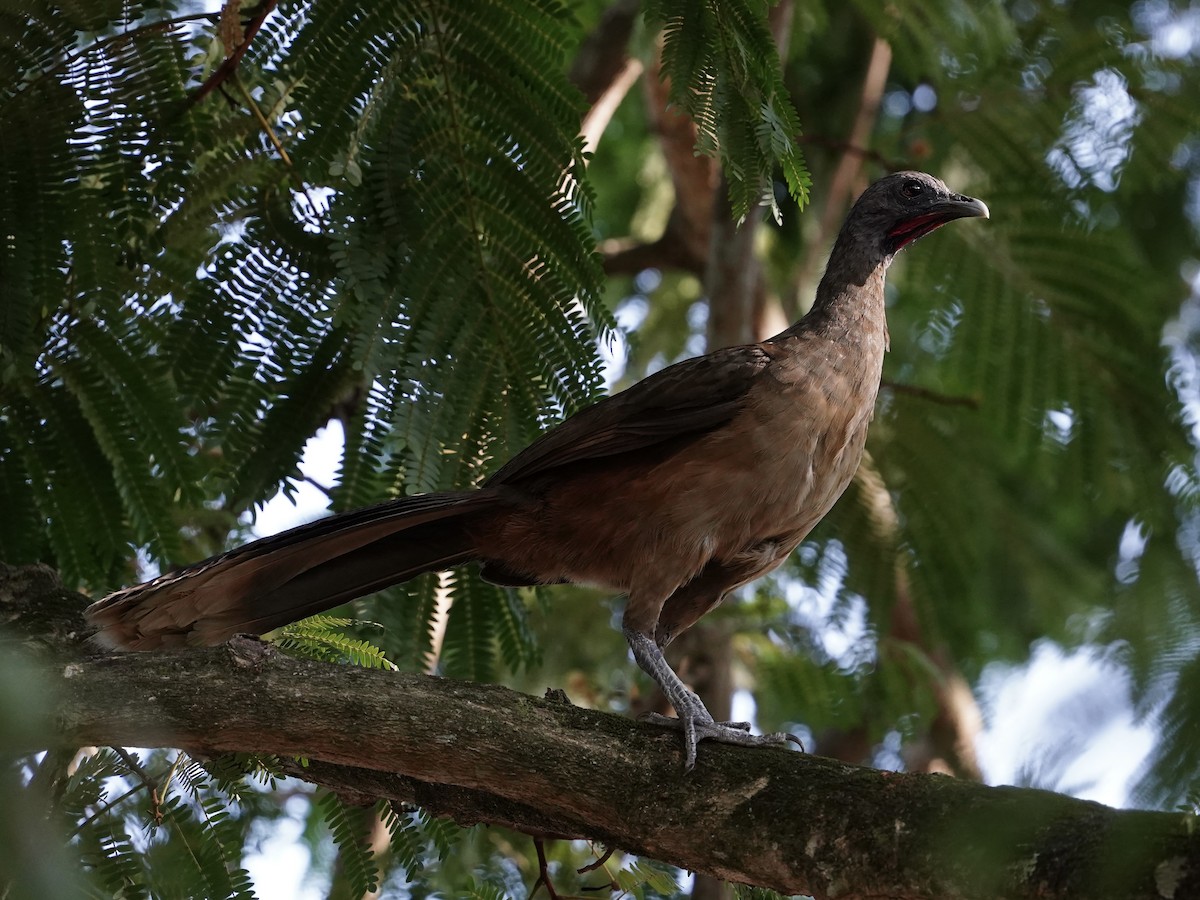 Plain Chachalaca - Carlos Ulate