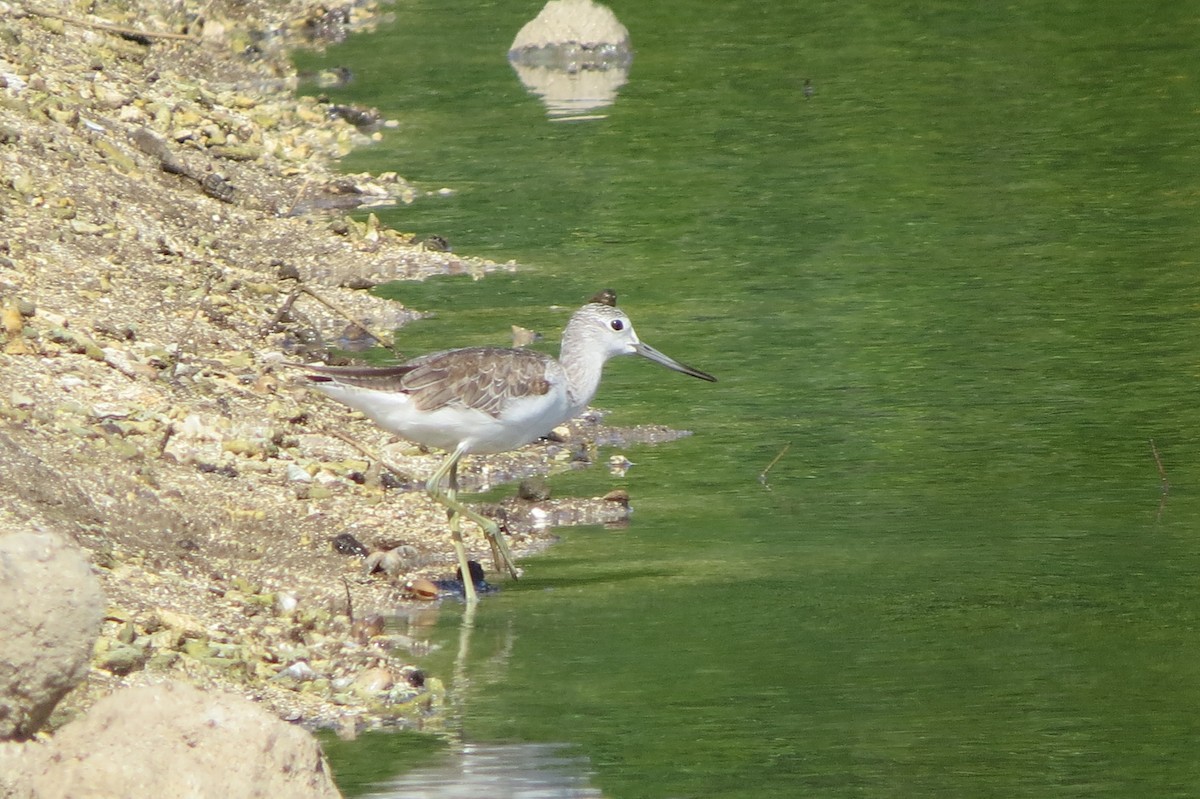 Common Greenshank - Niro Nobert