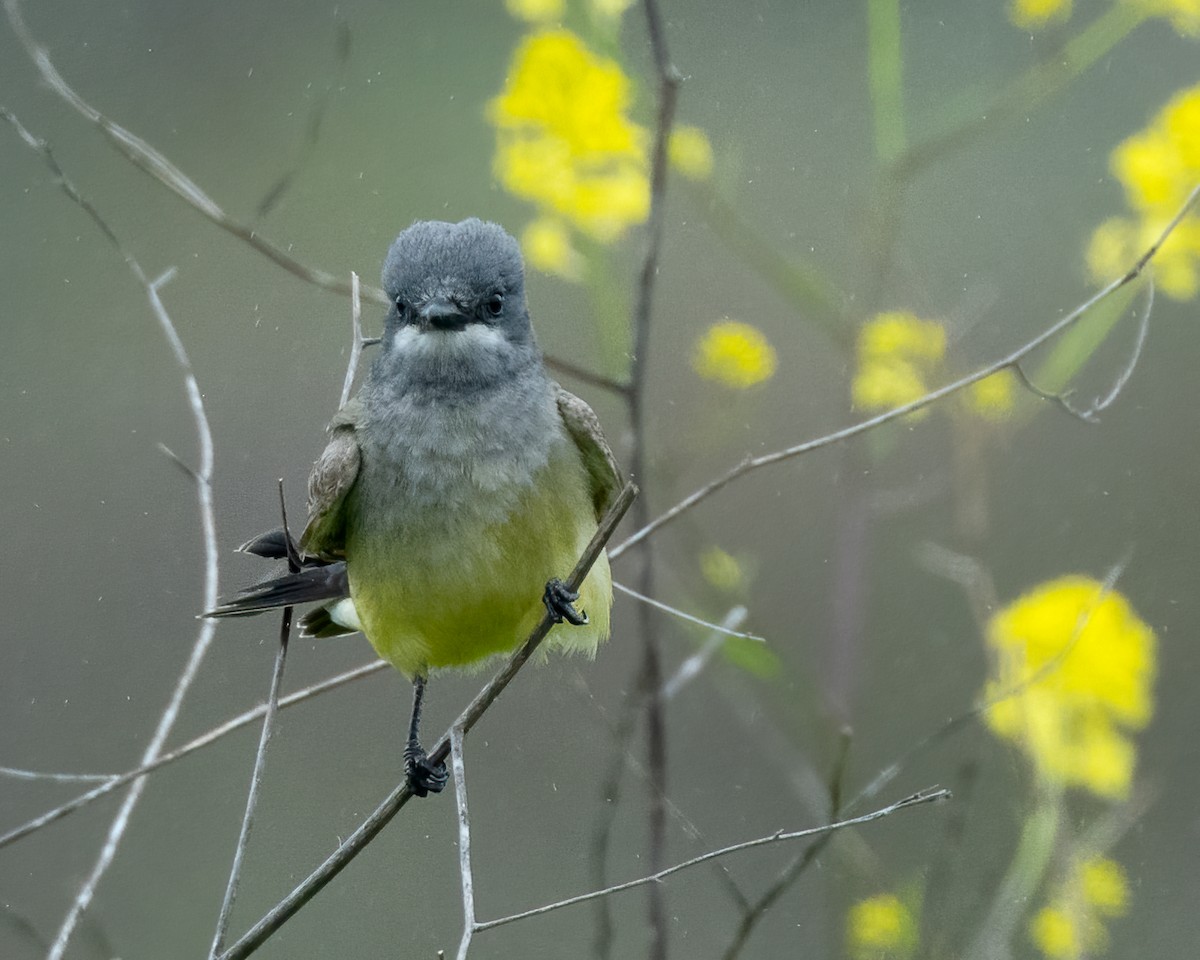 Cassin's Kingbird - Sue Cook