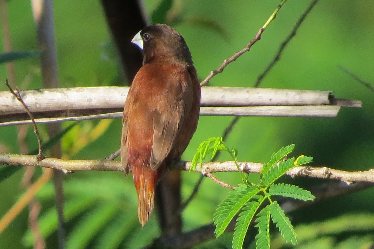 Chestnut Munia - ML572341391