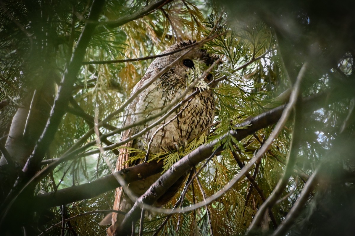 Tawny Owl - ML572341541