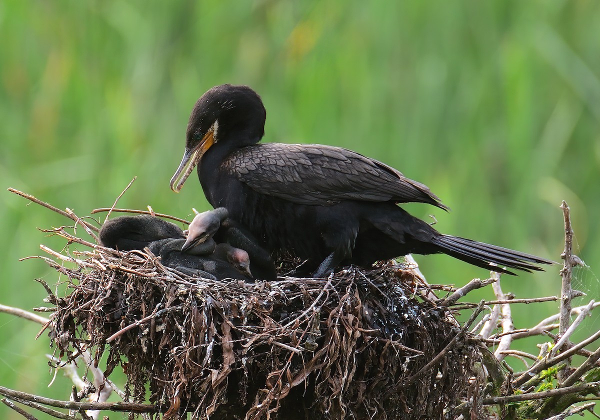 Neotropic Cormorant - Ad Konings