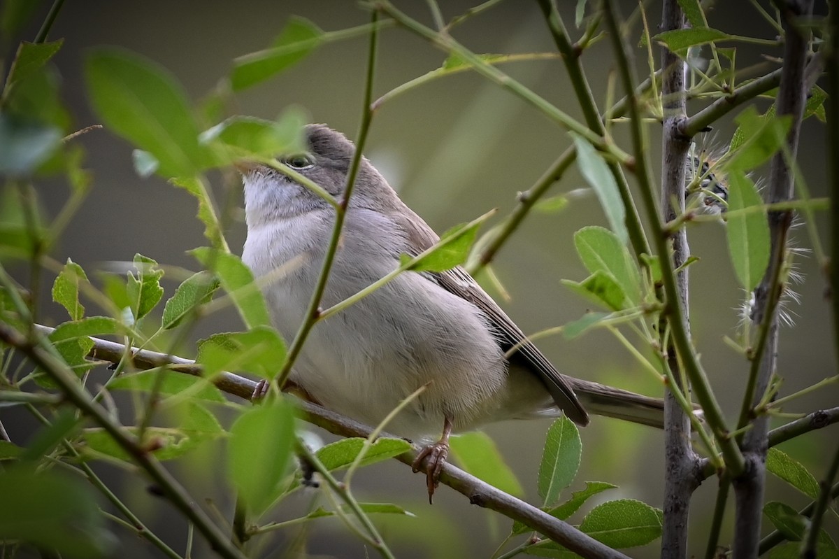 Greater Whitethroat - ML572342181