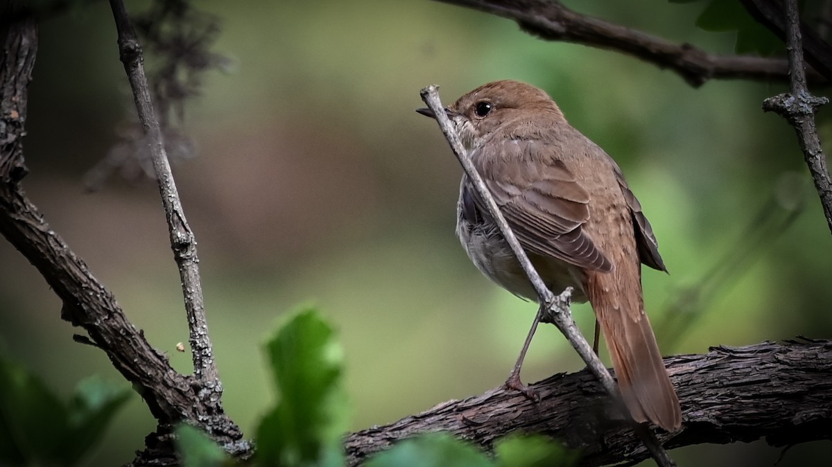 Common Nightingale - ML572342331