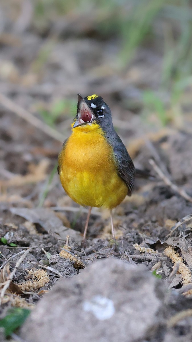 Fan-tailed Warbler - ML572342431