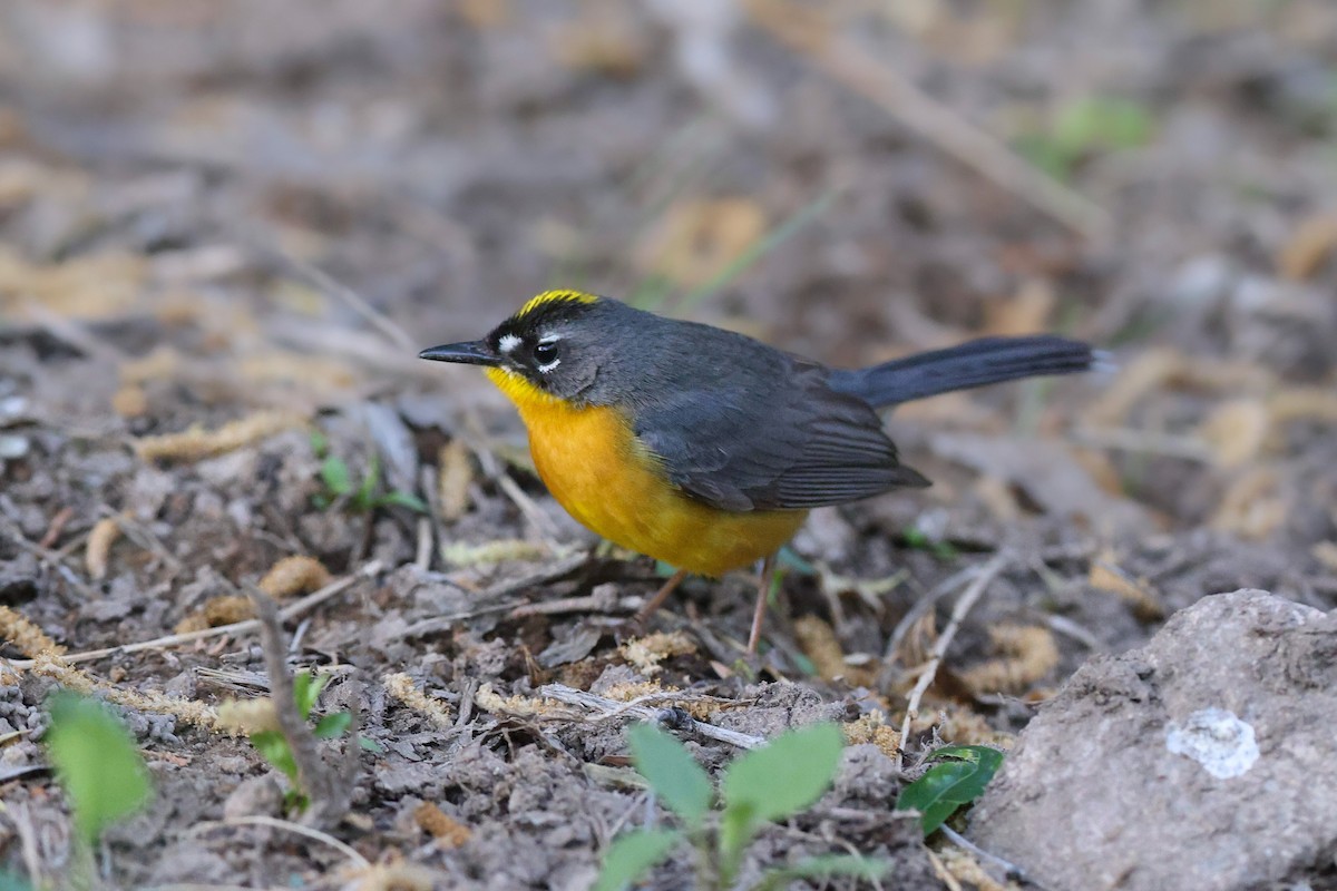 Fan-tailed Warbler - ML572342451