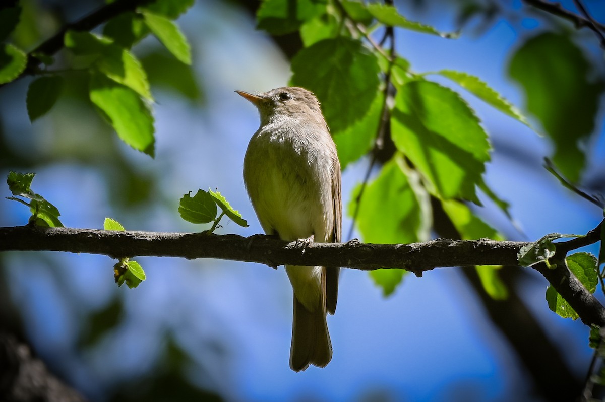 Rusty-tailed Flycatcher - ML572342681