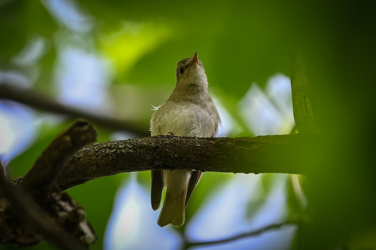 Rusty-tailed Flycatcher - Умедджон Набиев