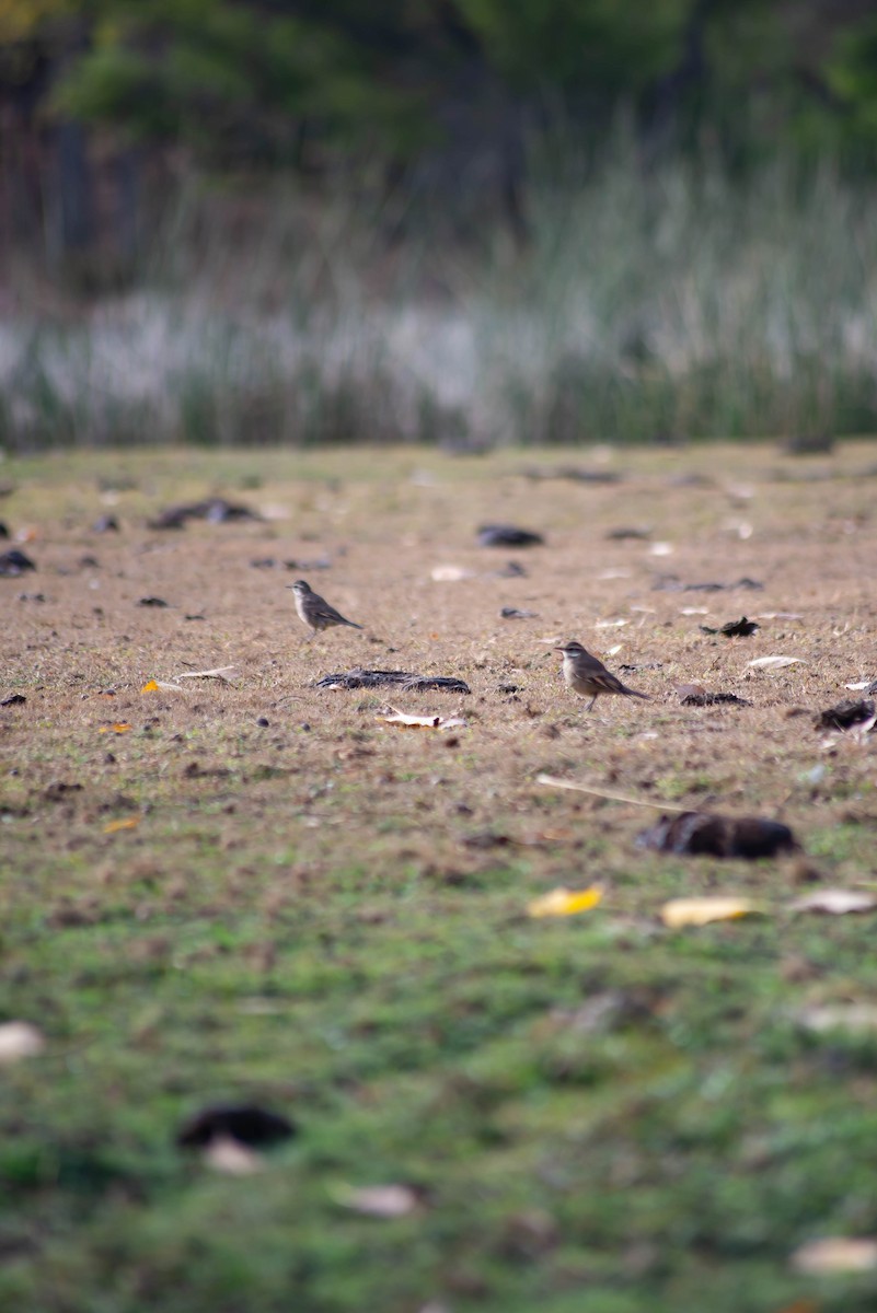 Buff-winged Cinclodes - ML572342721