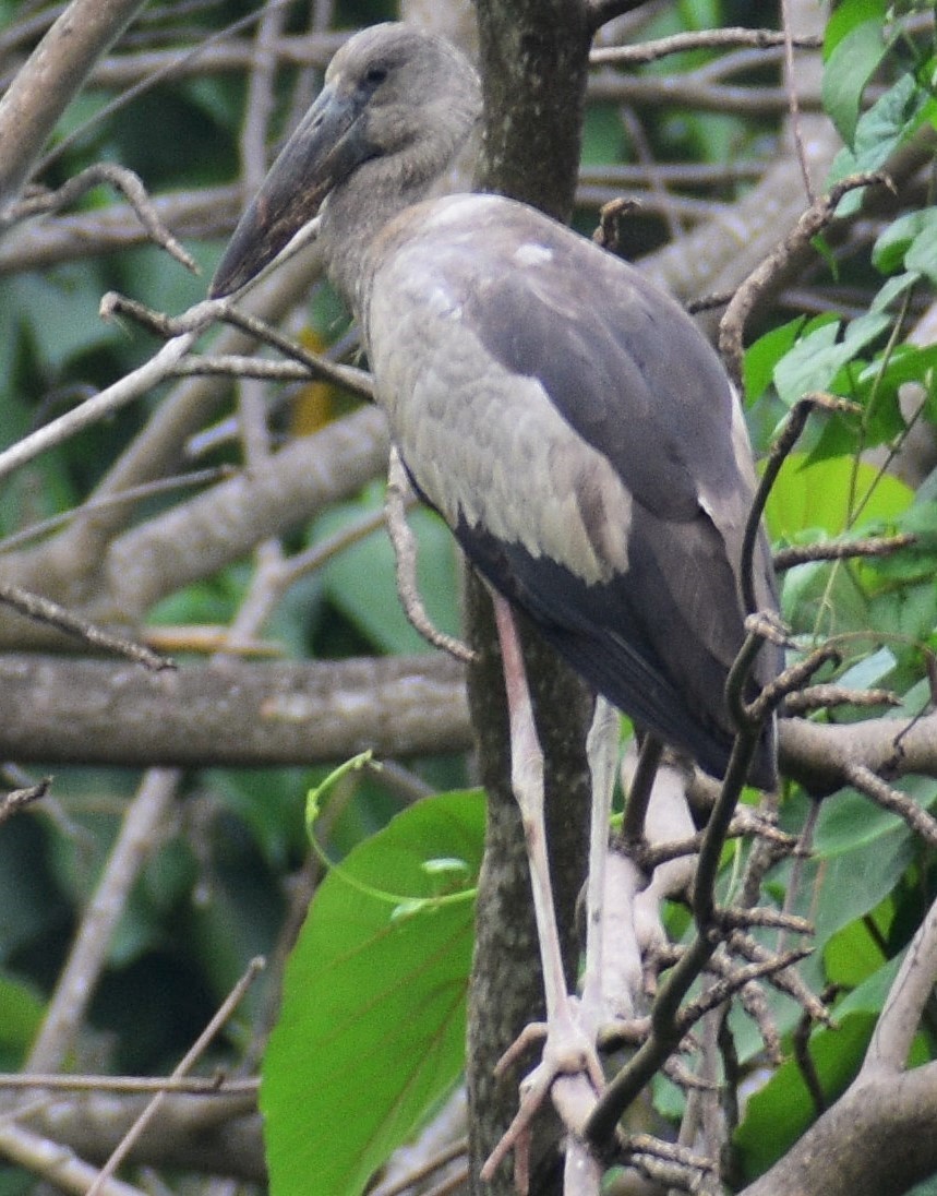 Asian Openbill - ML572342851