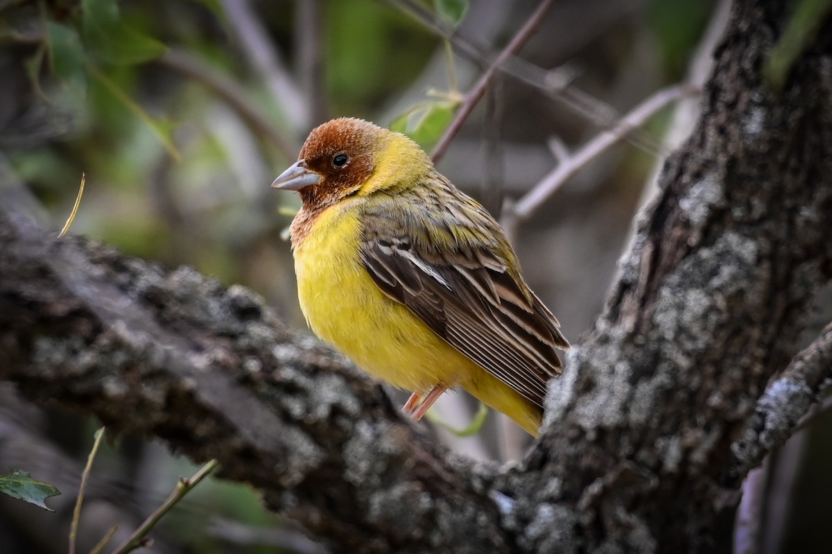 Red-headed Bunting - ML572342861