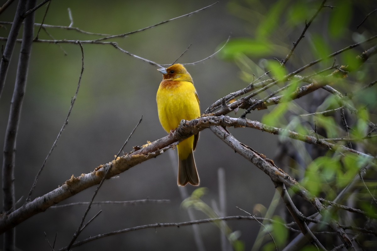 Red-headed Bunting - ML572342871