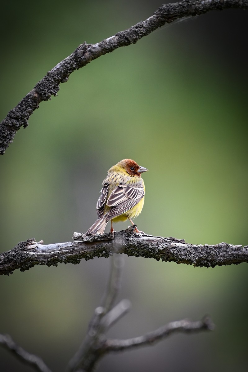 Red-headed Bunting - ML572342881