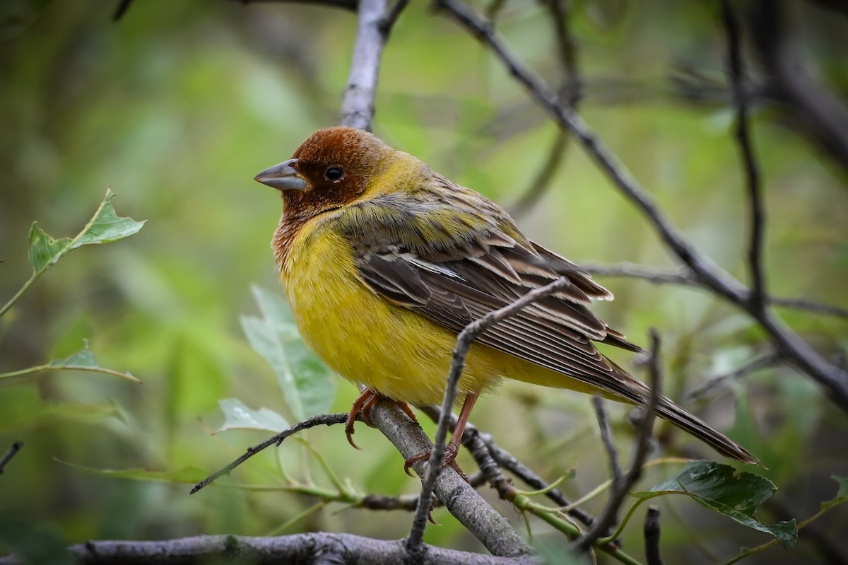 Red-headed Bunting - ML572342891
