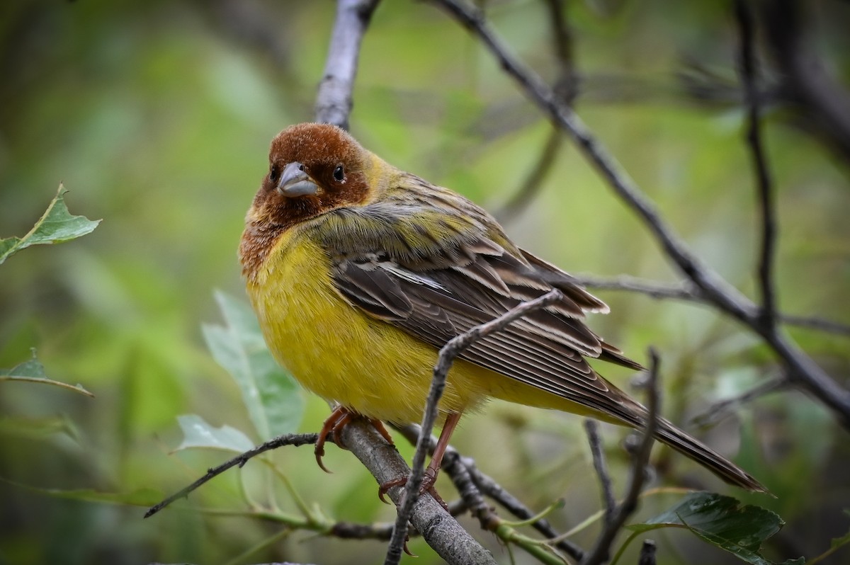 Red-headed Bunting - ML572342911