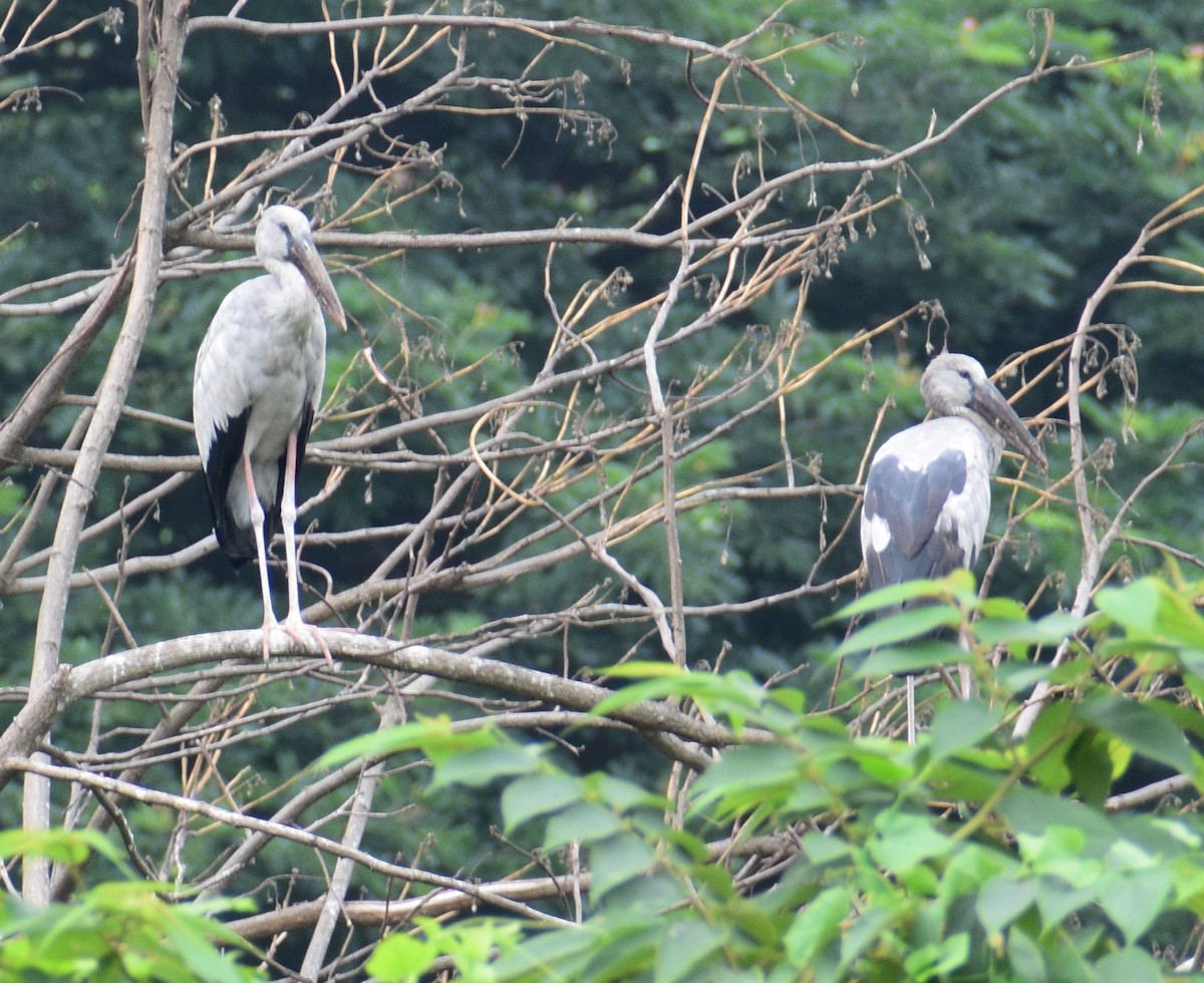 Asian Openbill - ML572342941