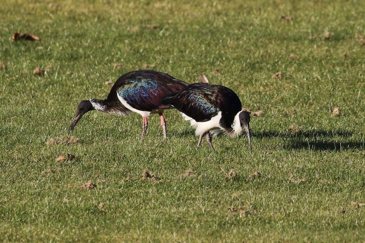 Straw-necked Ibis - ML572343461