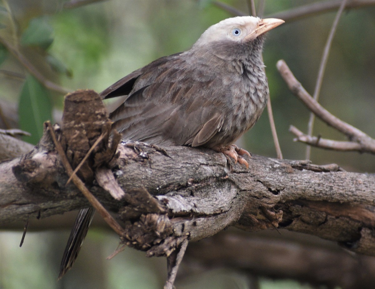 Yellow-billed Babbler - ML572343961