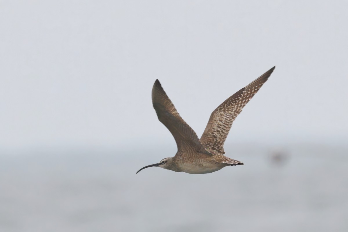 Whimbrel (Hudsonian) - ML572344471