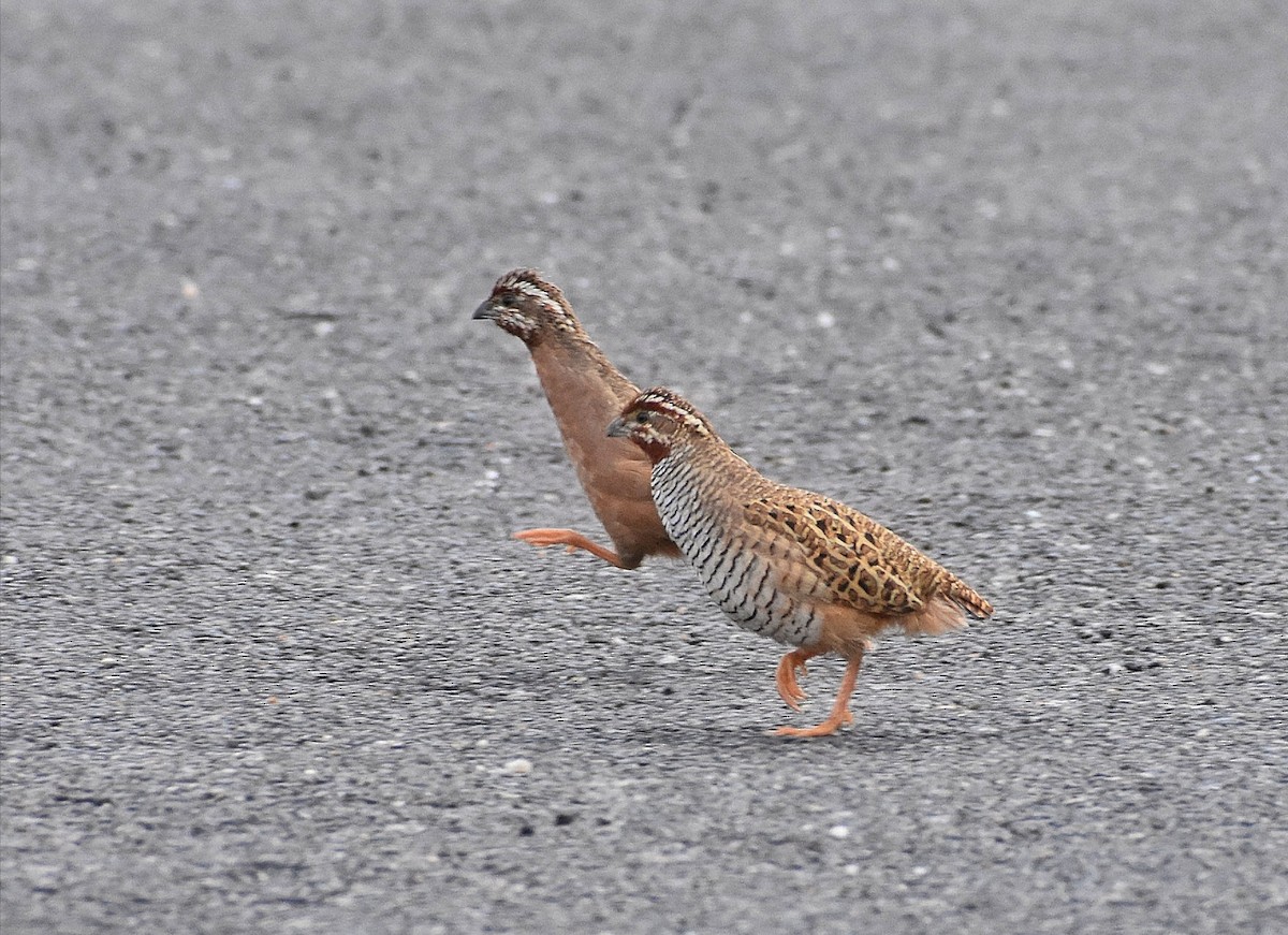 Jungle Bush-Quail - Anand Birdlife