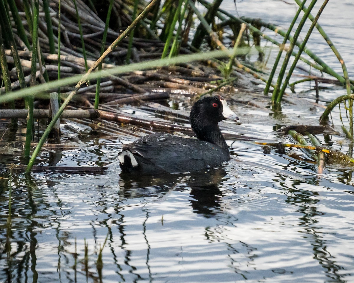 American Coot - ML572345121