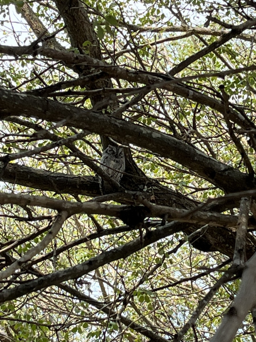 African Scops-Owl - ML572345831