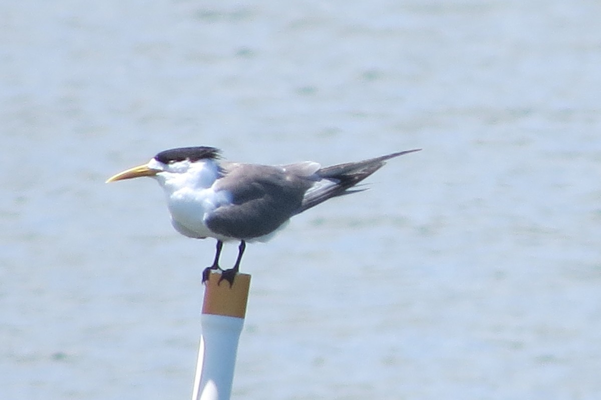 Great Crested Tern - ML572346711