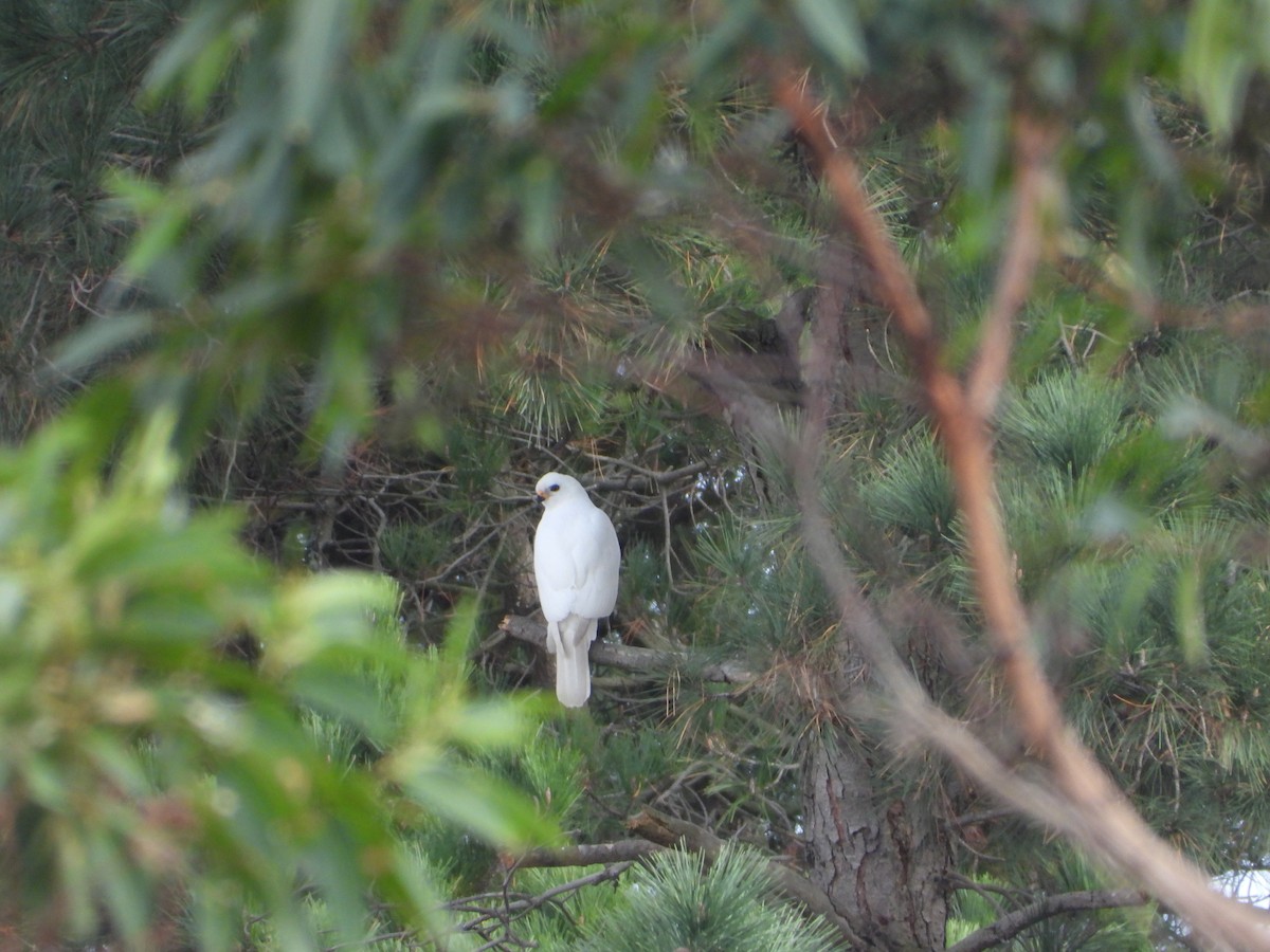 Gray Goshawk - ML572347461