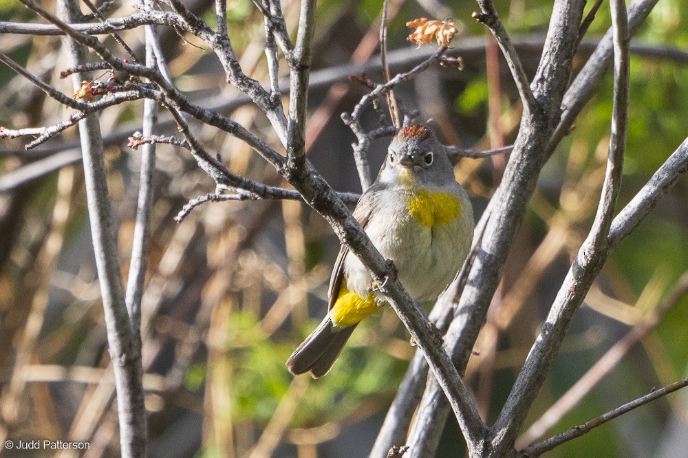 Virginia's Warbler - ML572347971