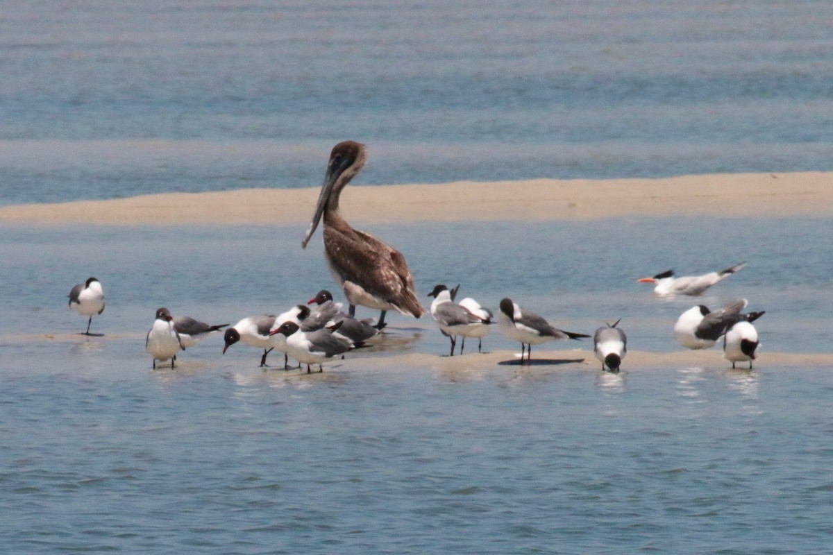 Brown Pelican - ML57234871