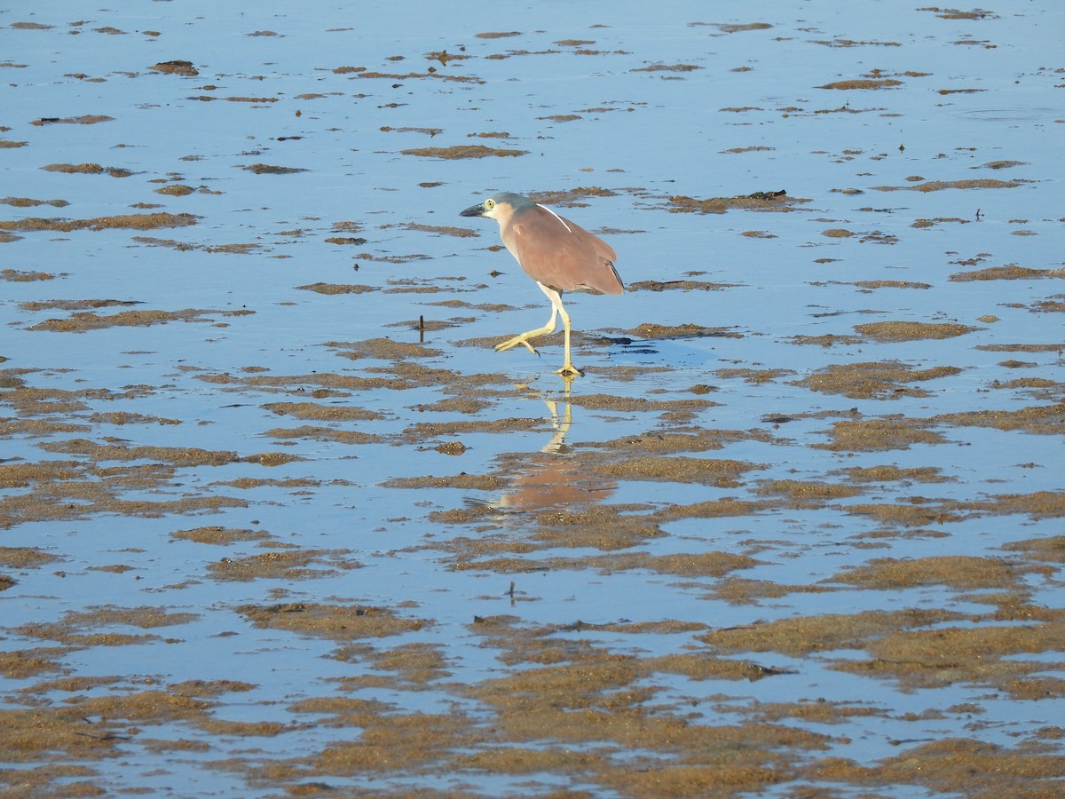 Nankeen Night Heron - ML572349101