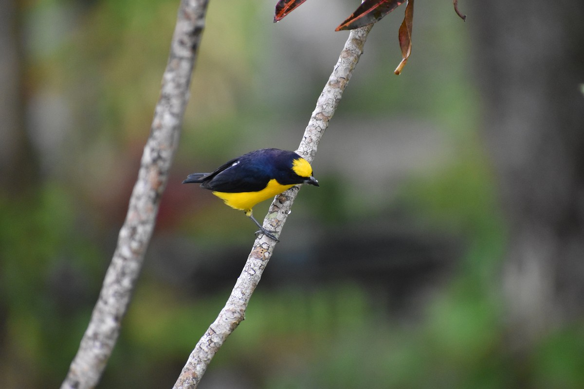 Thick-billed Euphonia - John Martínez D