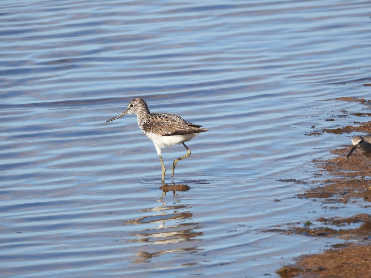 Common Greenshank - ML572350241