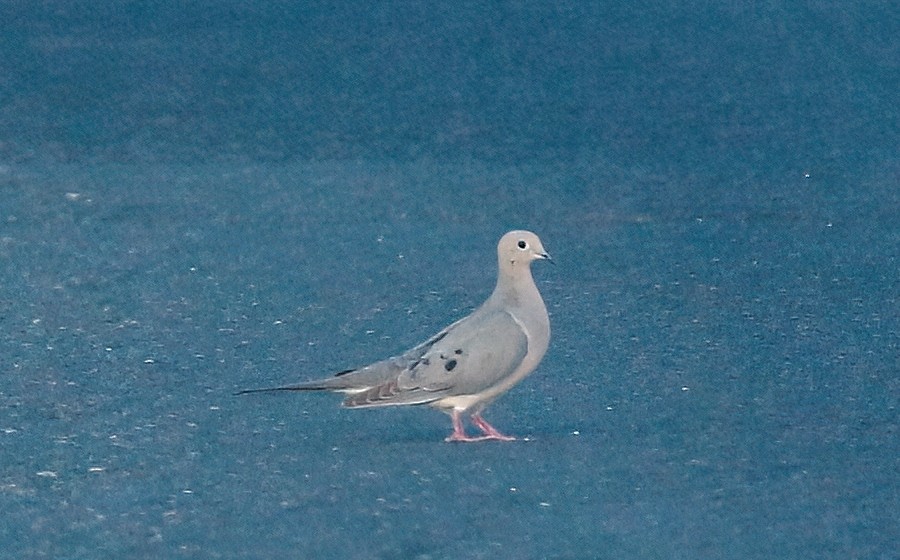 Mourning Dove - ML572350391