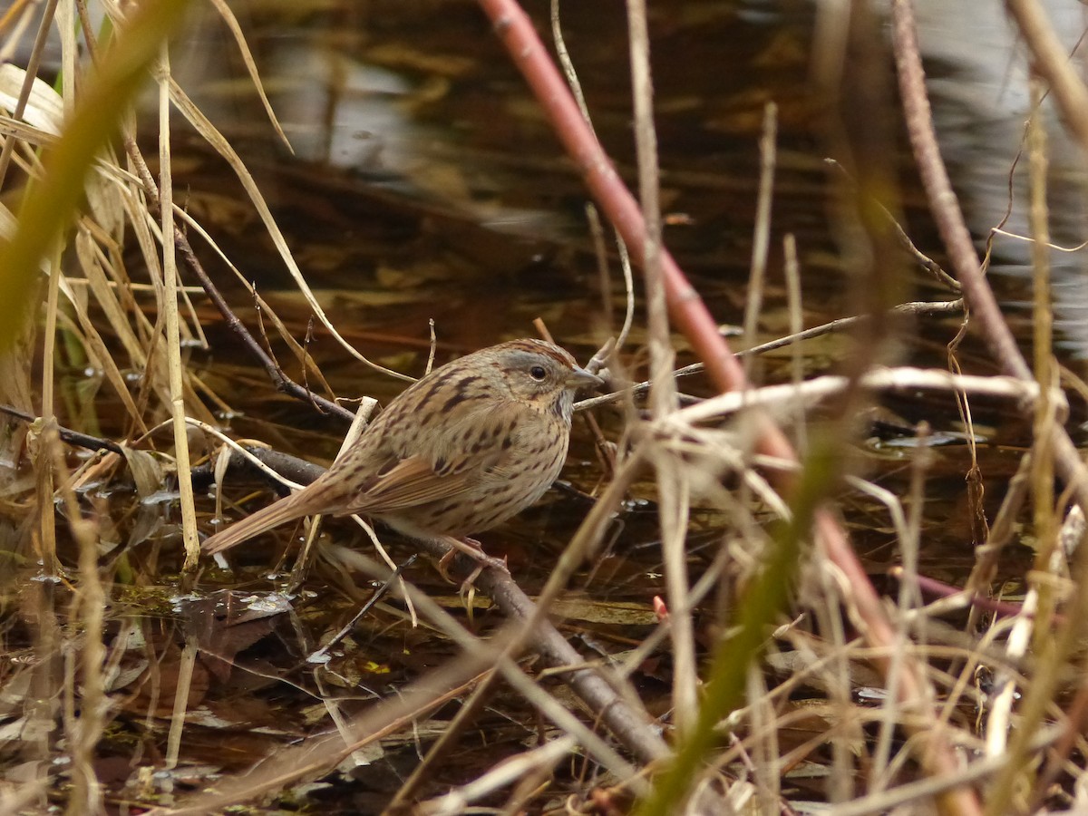 Lincoln's Sparrow - ML57235221