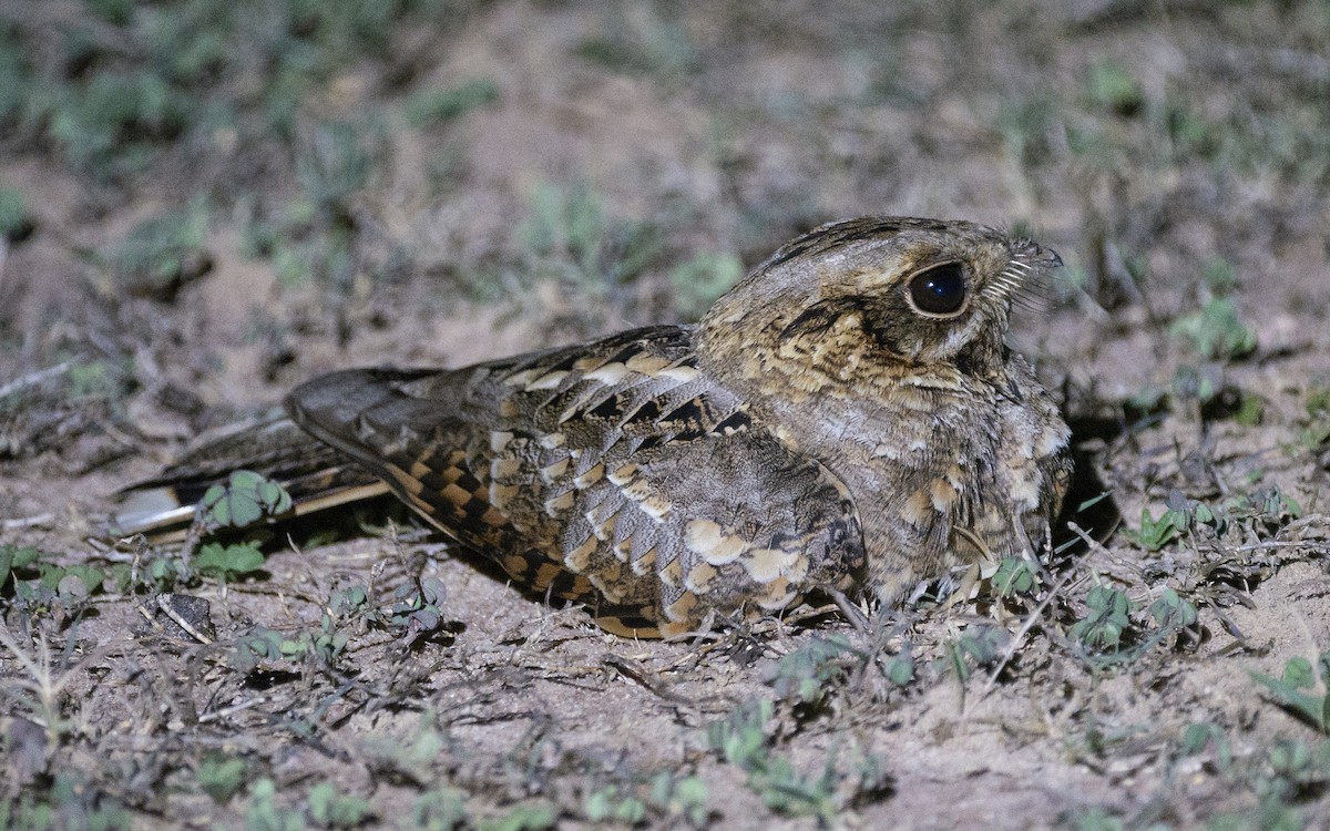 Indian Nightjar - ML572352631