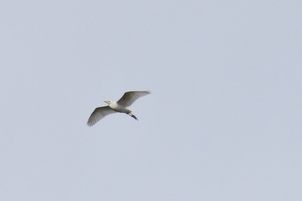 Western Cattle Egret - ML572353361