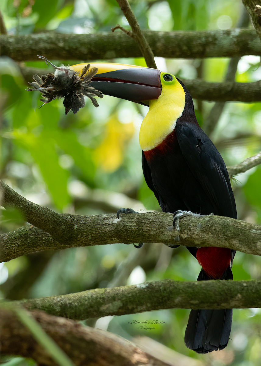 Yellow-throated Toucan - ML572355411